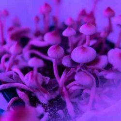 Shrooms mushrooms psilocybin