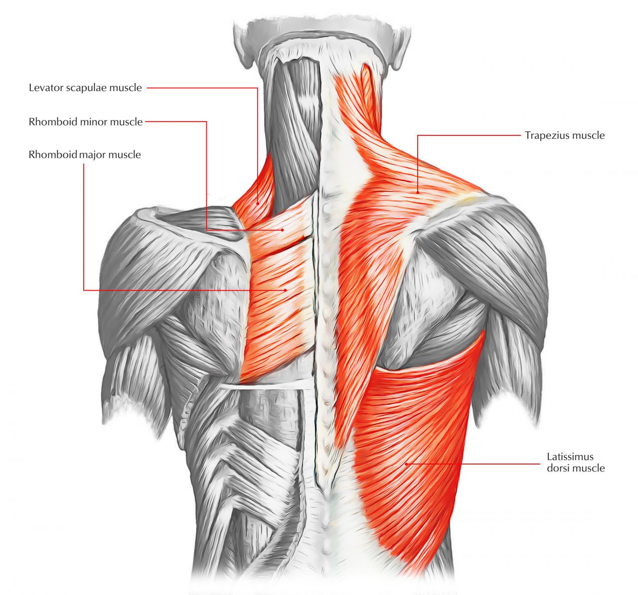 Back muscles